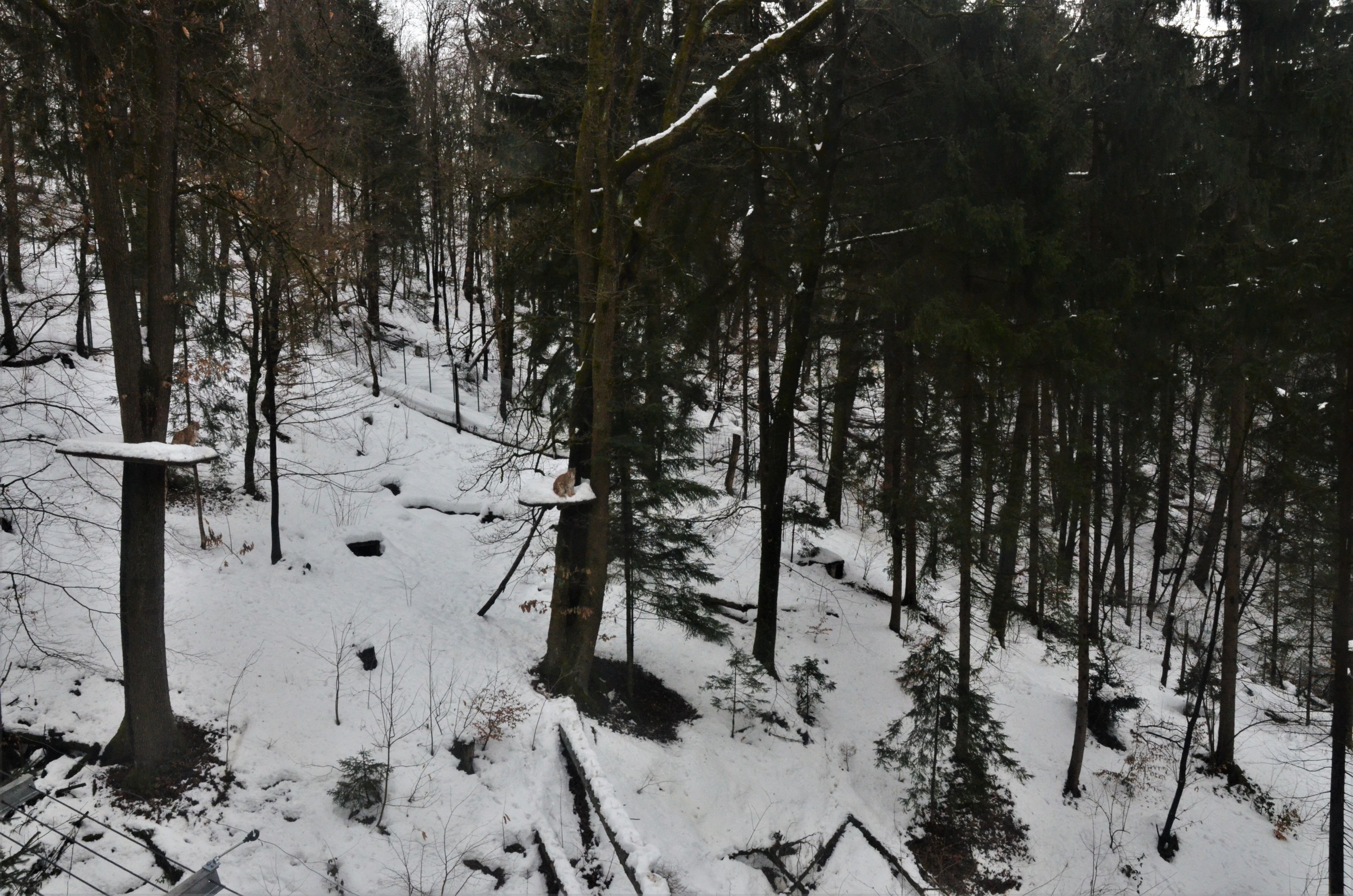 Carpathian Lynx Enclosure at Ljubljana Zoo, 07/03/18