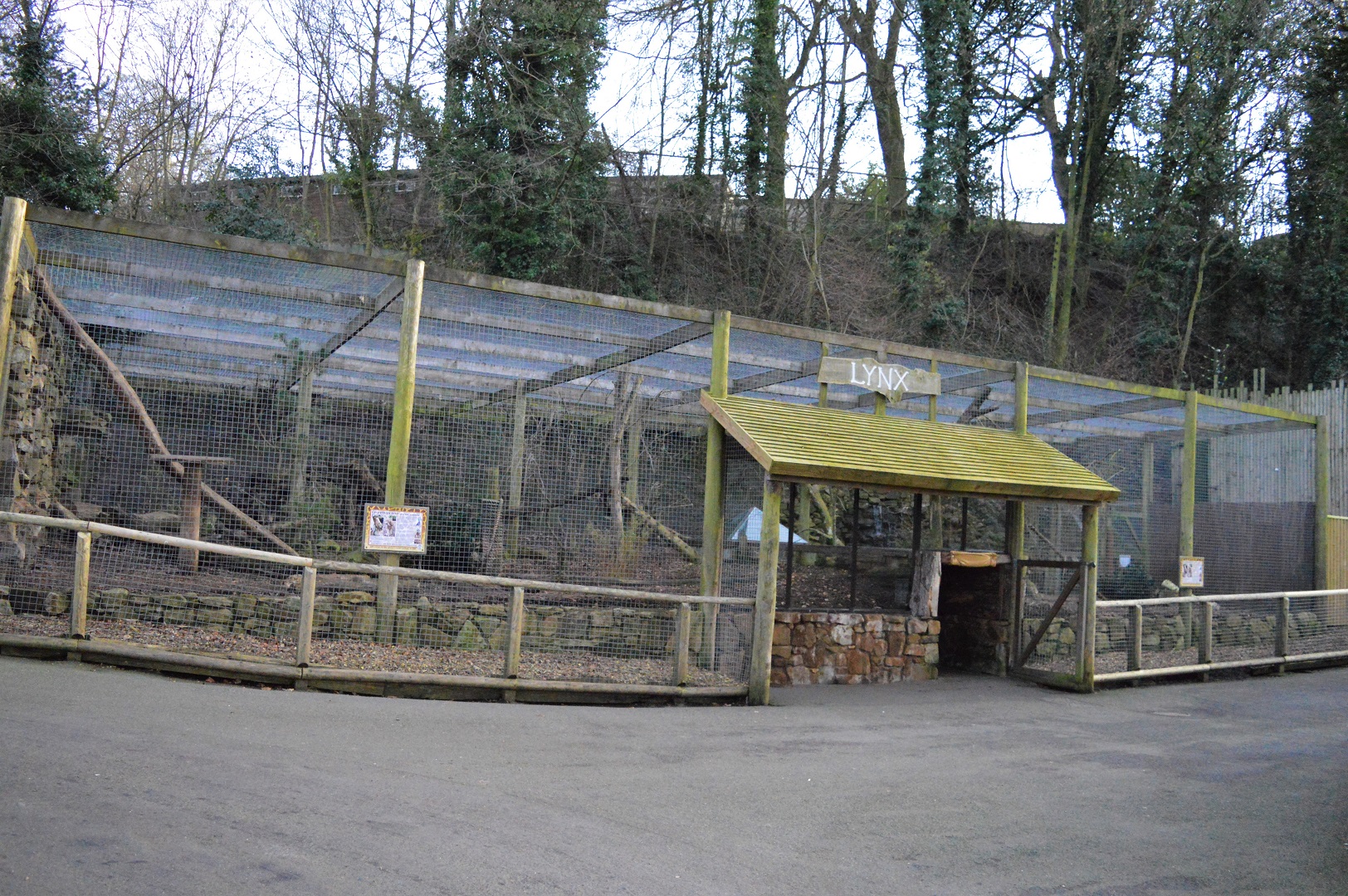 Carpathian lynx enclosure