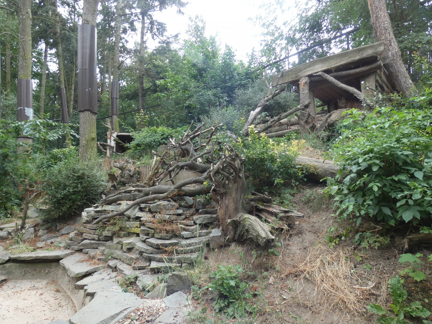 Carpathian Lynx enclosure