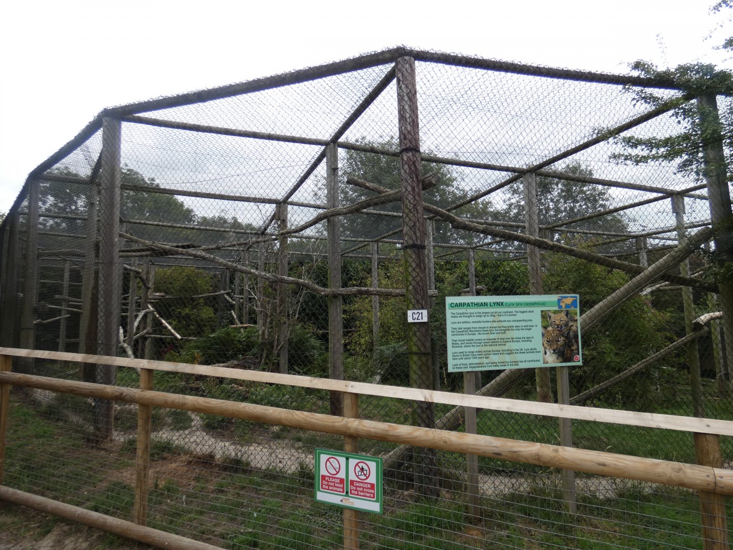 Carpathian Lynx enclosure
