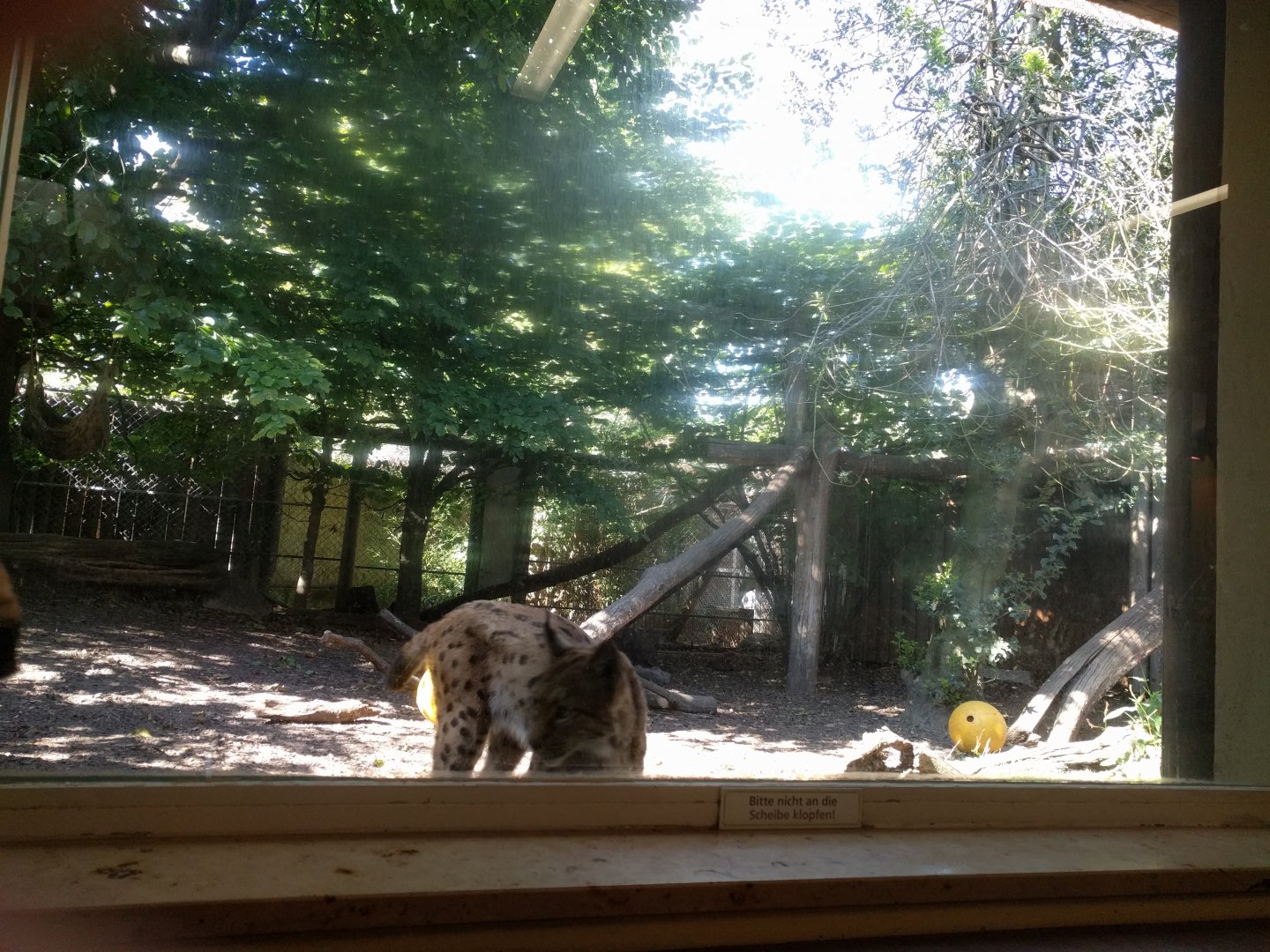 Carpathian Lynx Enclosure