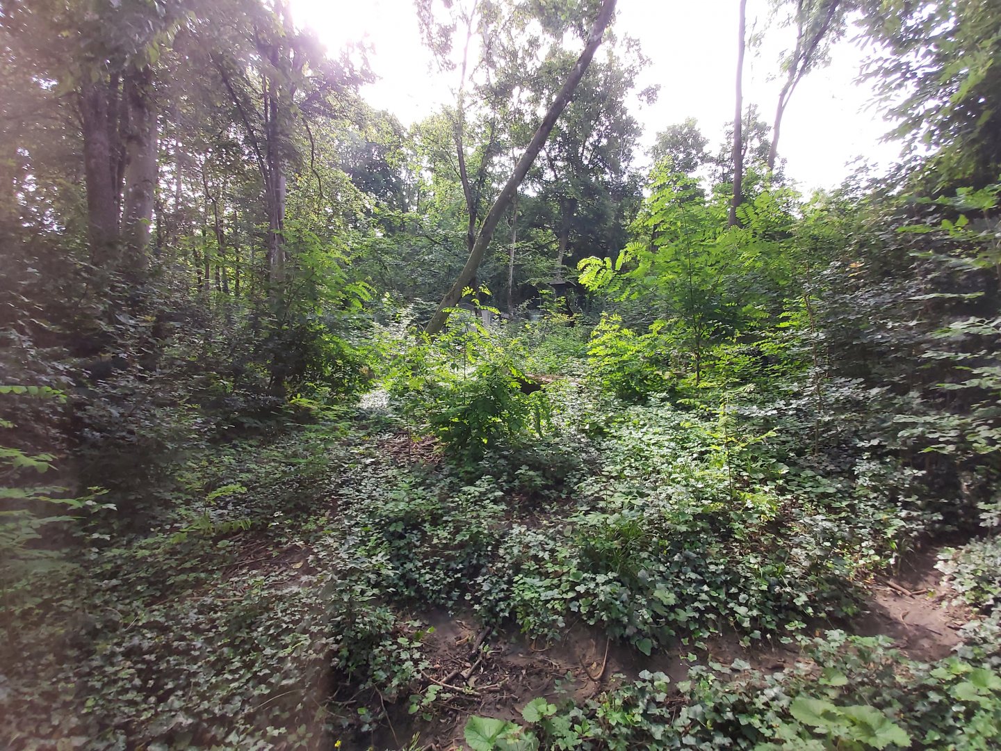 Carpathian lynx enclosure