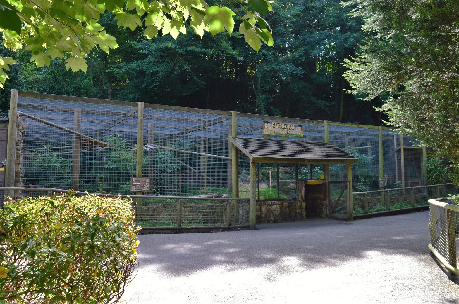 Carpathian lynx enclosure.