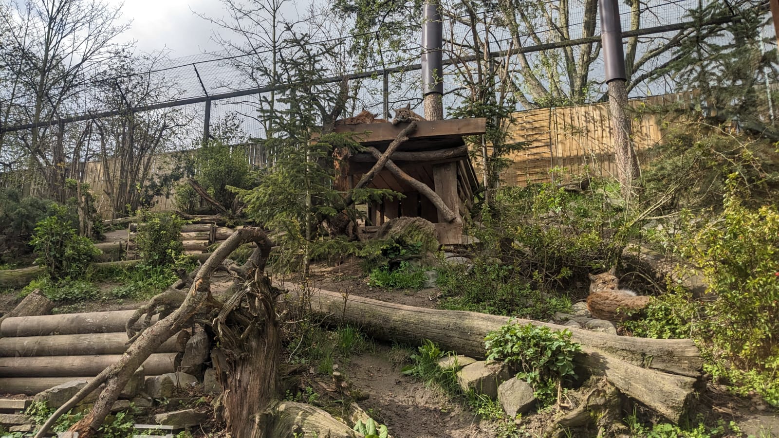 Carpathian Lynx Enclosure