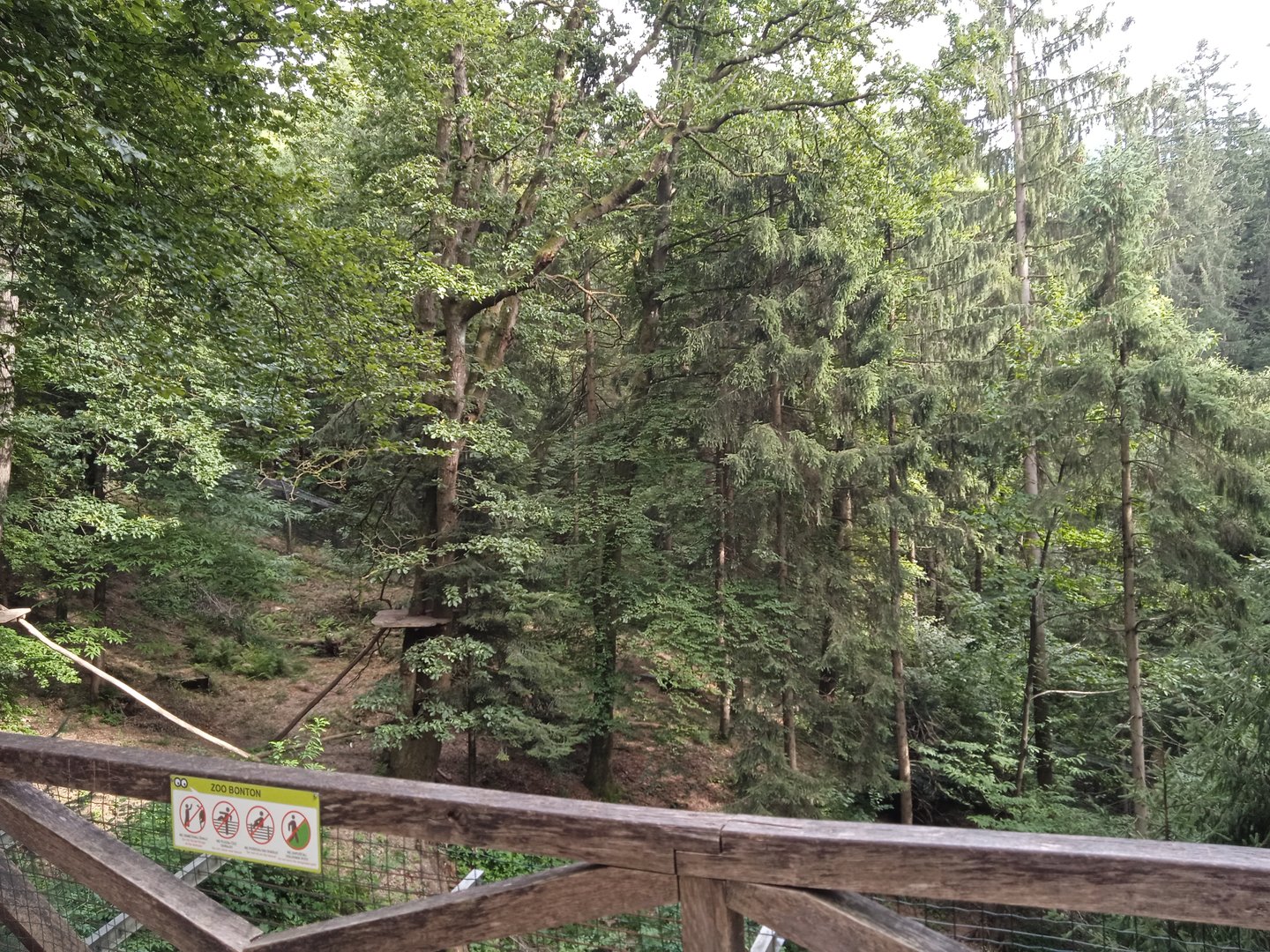 Carpathian lynx enclosure