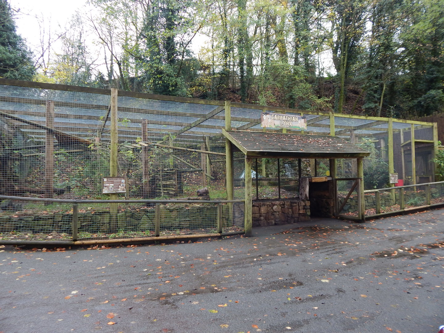 Carpathian lynx enclosure241122