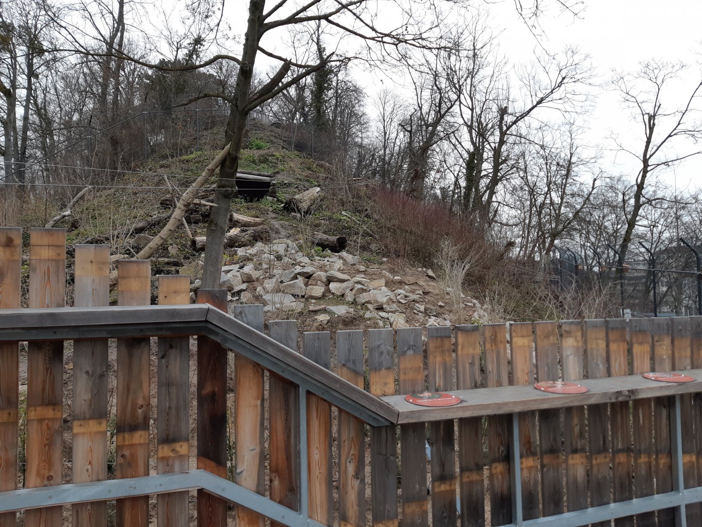 Carpathian Lynx exhibit (opened in 2021)