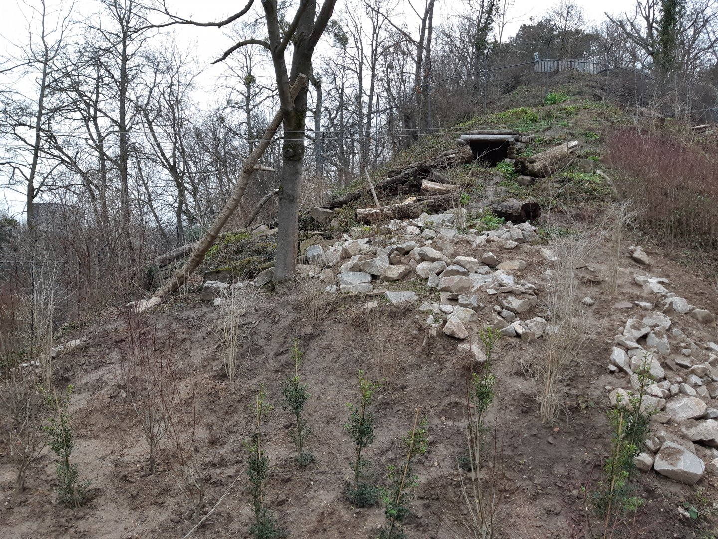 Carpathian Lynx exhibit (opened in 2021)