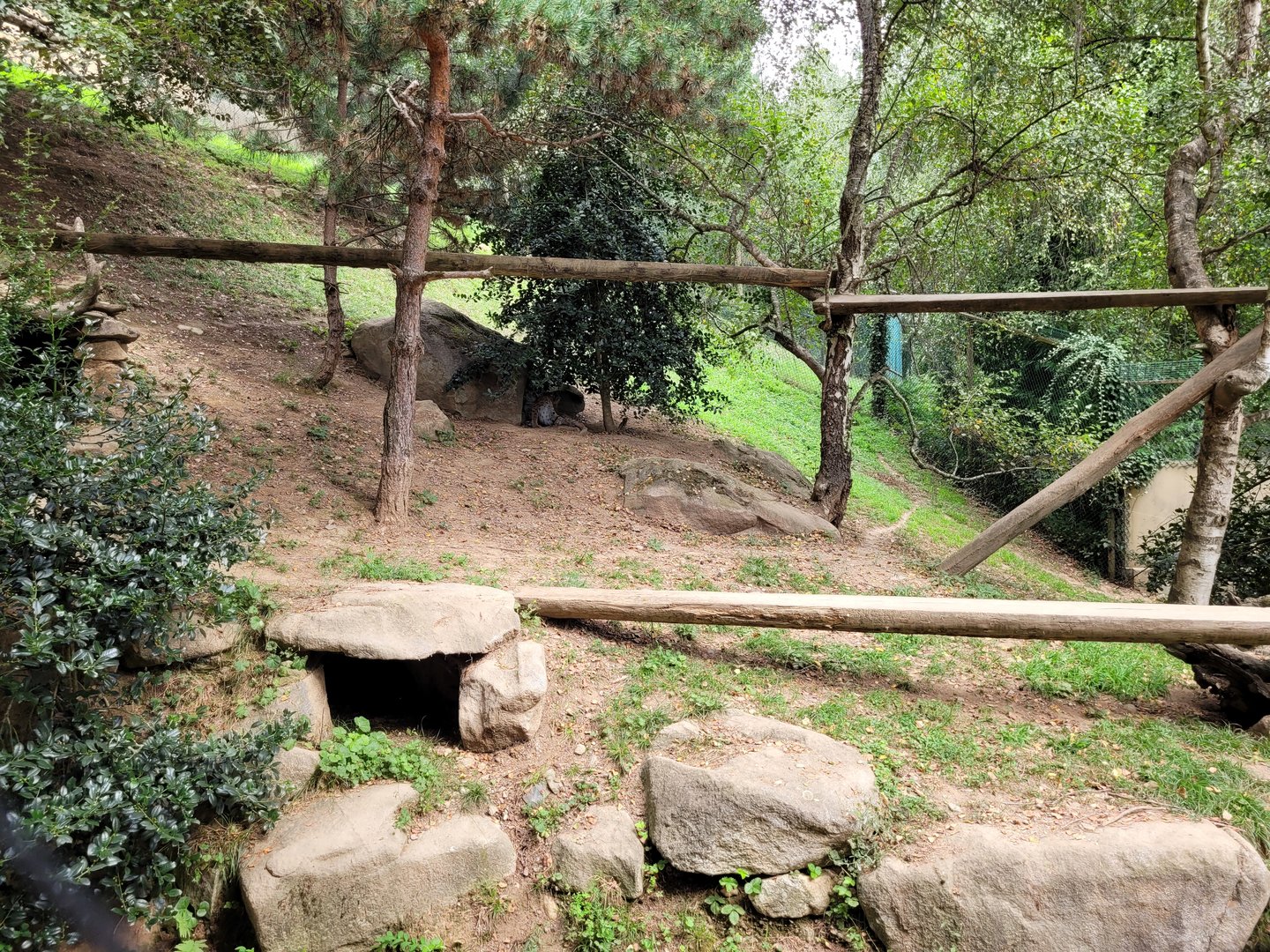 Carpathian lynx exhibit -Parc Animalier des Pyrénées (2023)