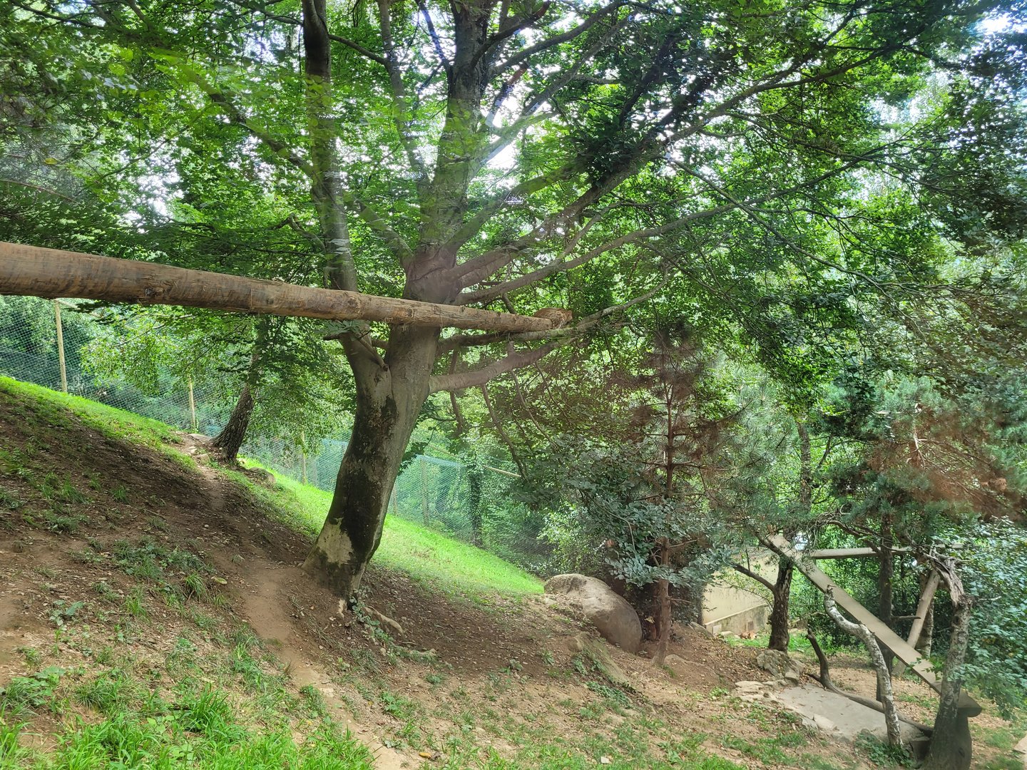 Carpathian lynx exhibit -Parc Animalier des Pyrénées (2023)