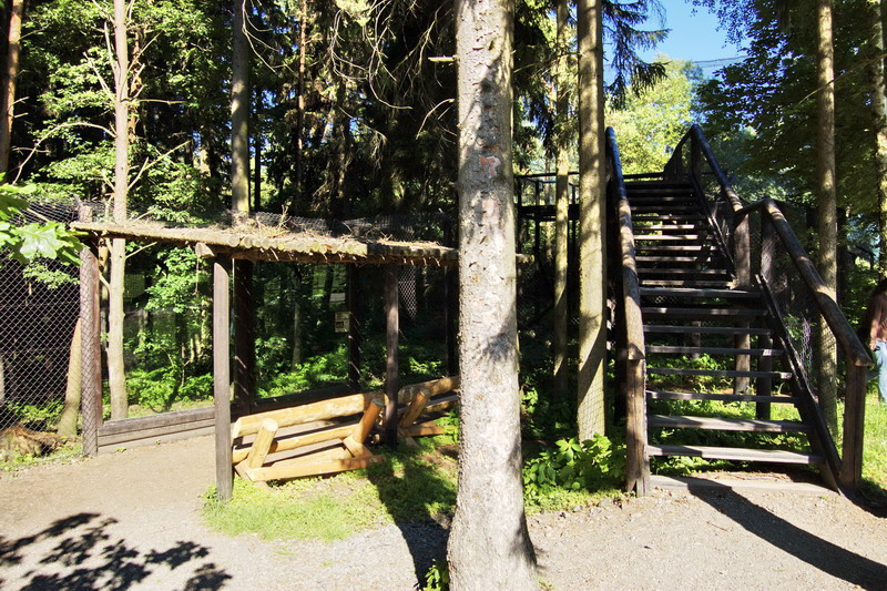 Carpathian Lynx exhibit viewing area