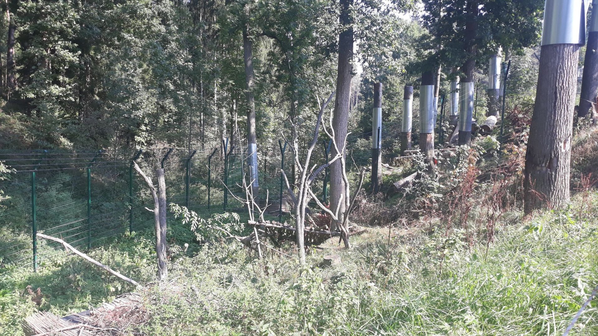 Carpathian lynx exhibit