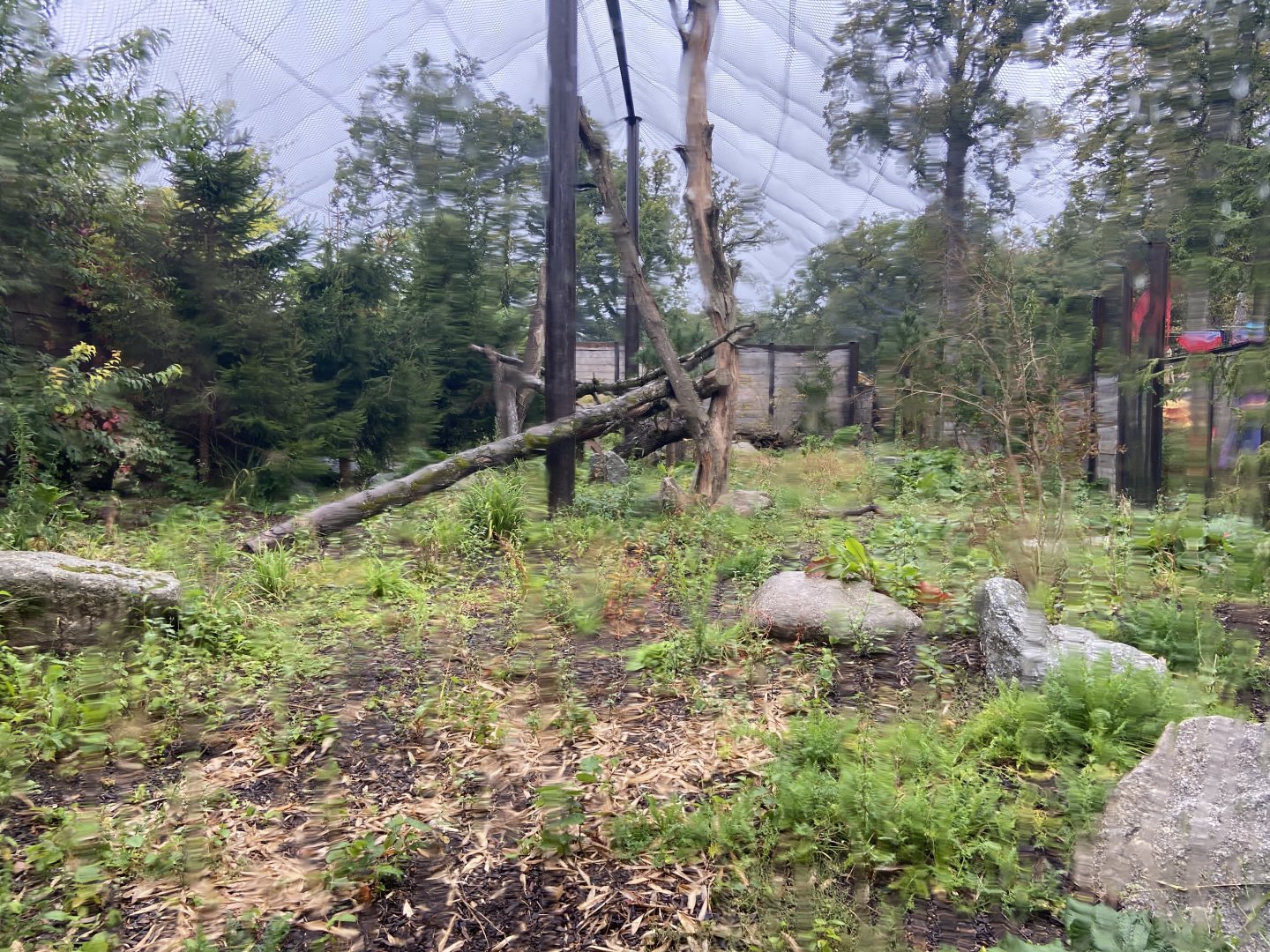 Carpathian Lynx exhibit