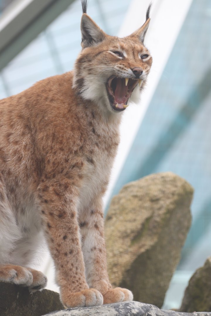 Carpathian Lynx, female