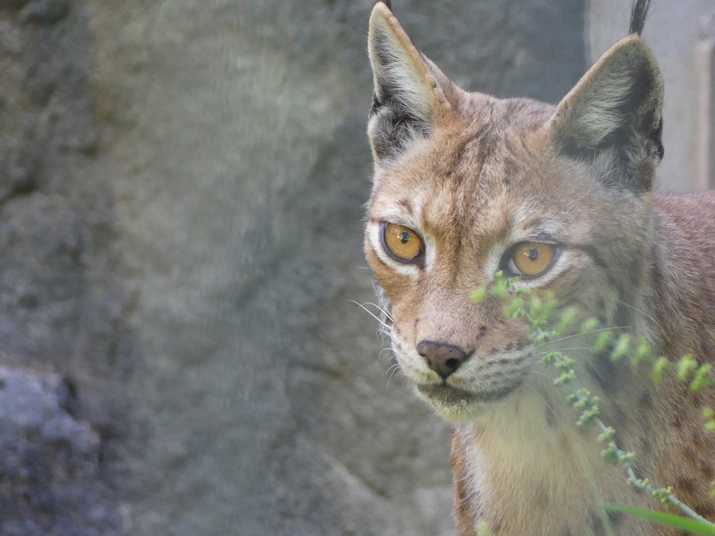 Carpathian Lynx (female)
