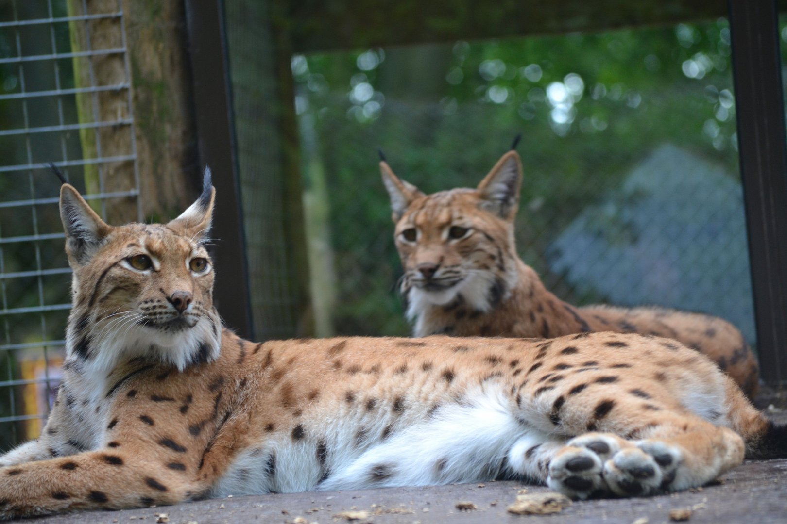 Carpathian Lynx - June 2016