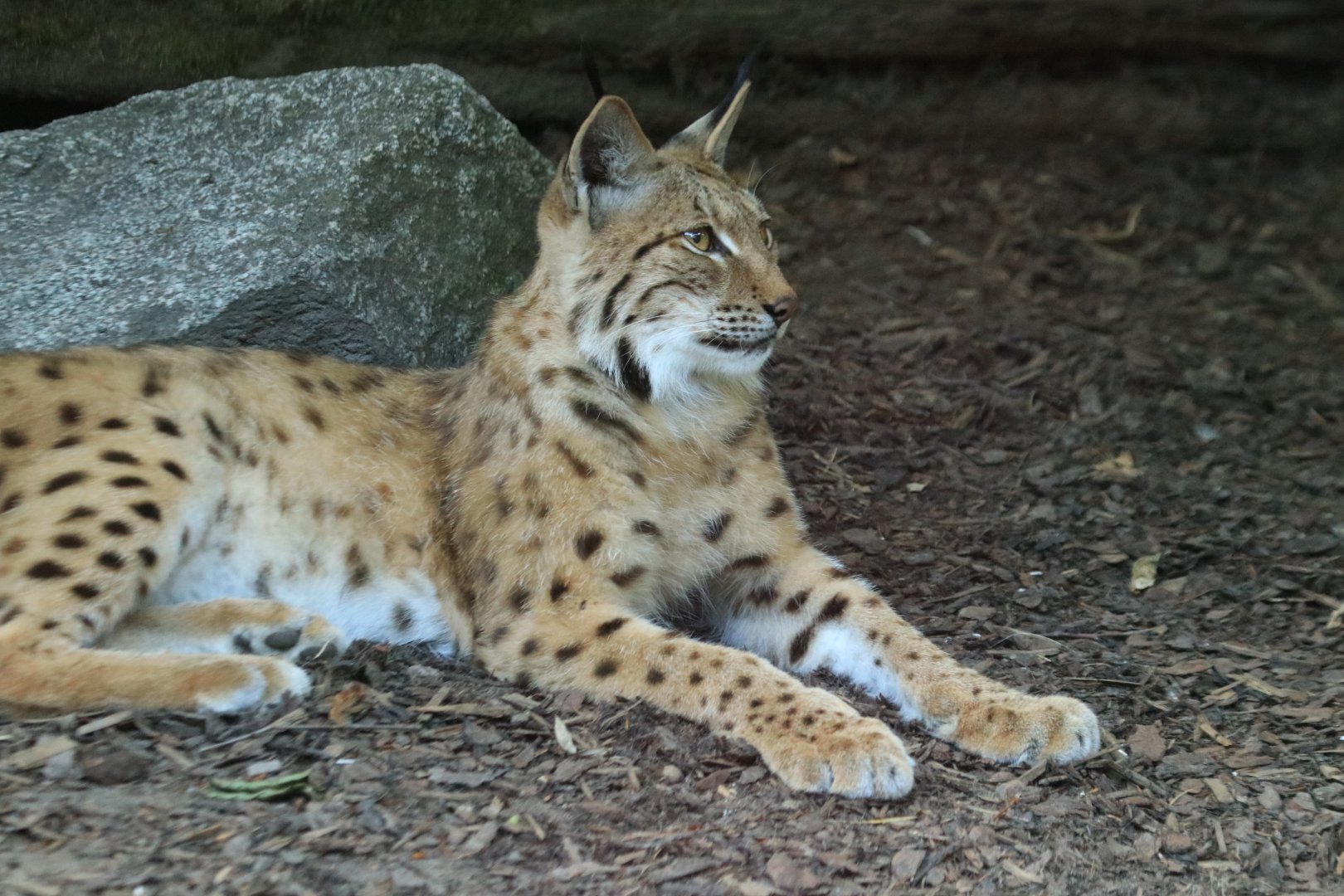 Carpathian lynx (June 2020)