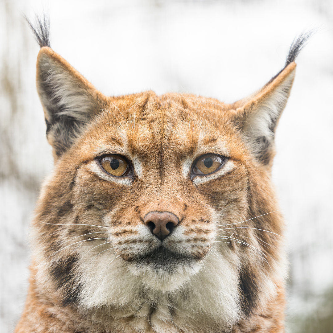 Carpathian Lynx (Kicsi - female) / Newquay Zoo / 16-3-23