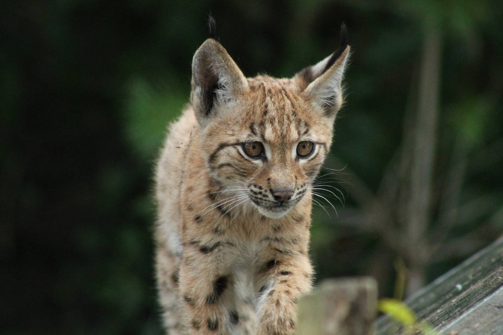 Carpathian Lynx Kitten - 12th August 2014