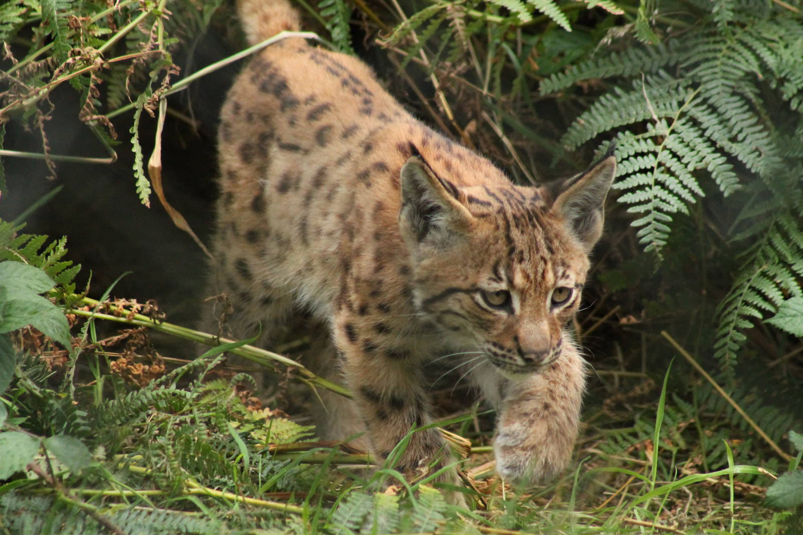 Carpathian Lynx Kitten - 17th August 2014