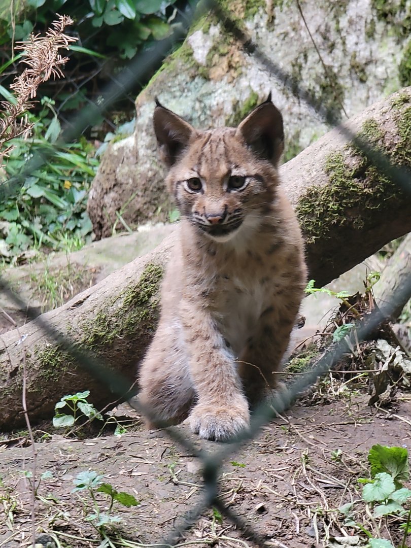 Carpathian Lynx kitten