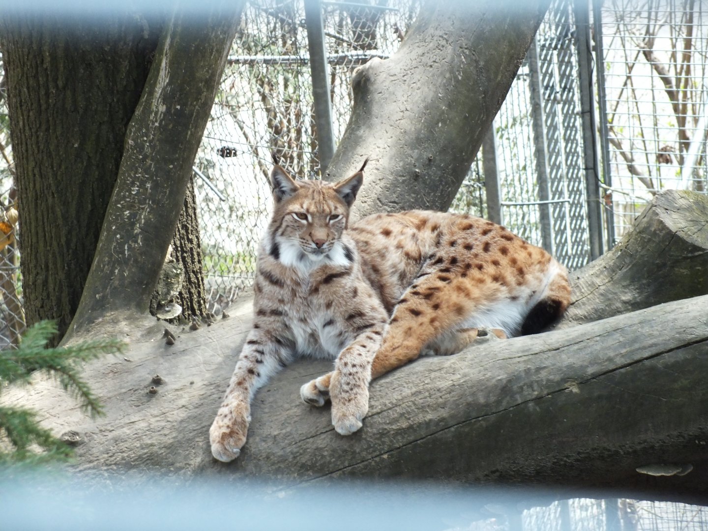 Carpathian Lynx (Lynx lynx carpathicus) at Alpenzoo Innsbruck - April 11 2015