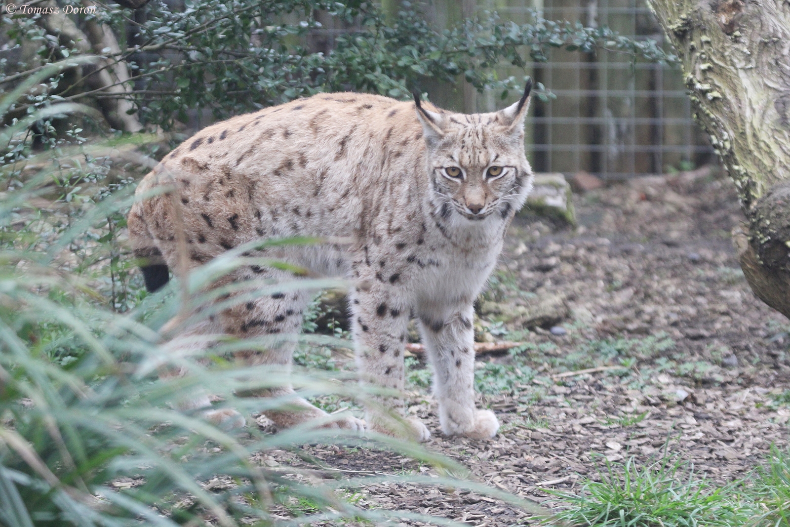 Carpathian Lynx (Lynx lynx carpathicus)
