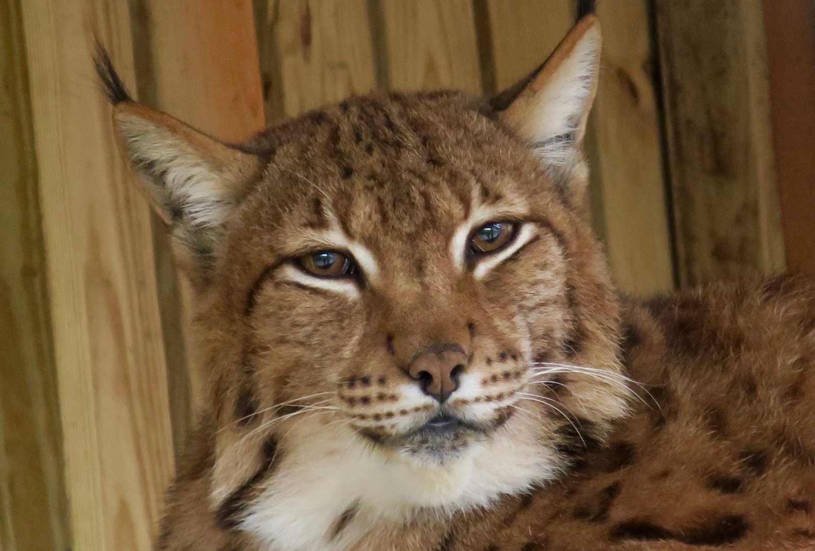 Carpathian Lynx (Lynx lynx carpathicus)