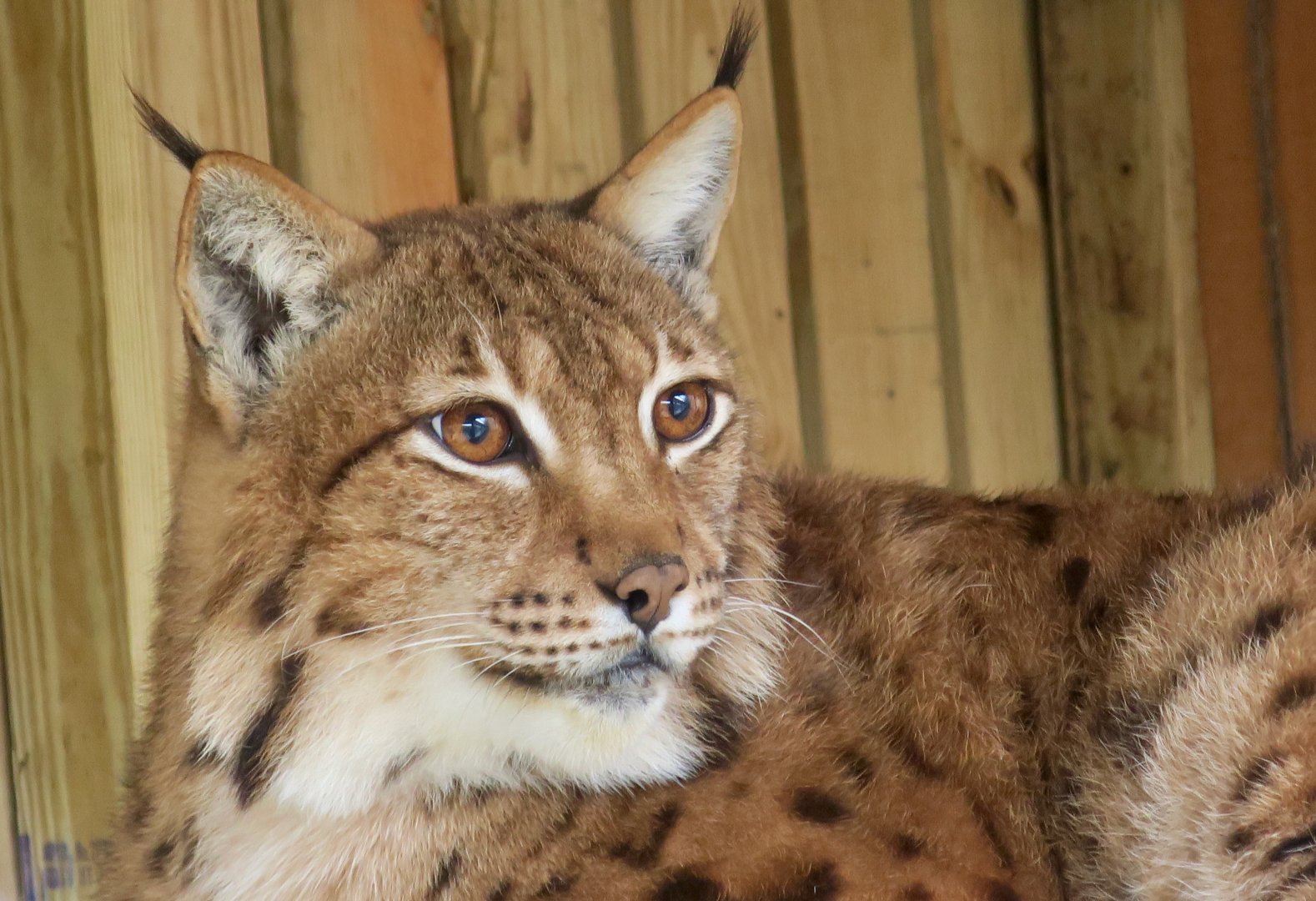 Carpathian Lynx (Lynx lynx carpathicus)