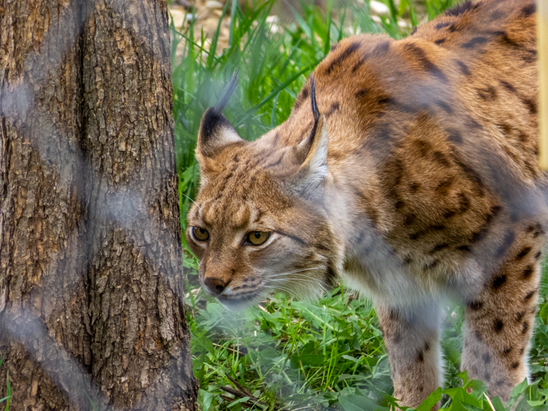 Carpathian lynx (Lynx lynx carpathicus)
