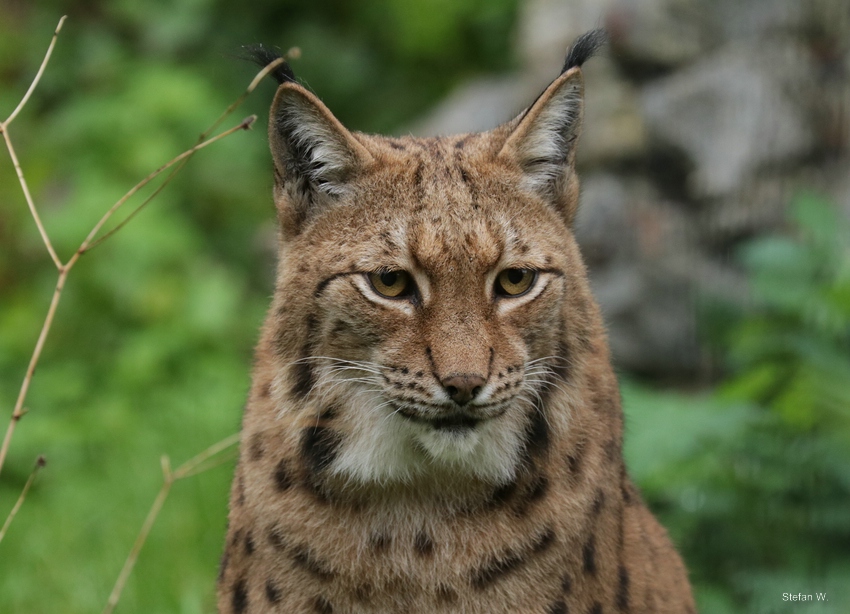 Carpathian lynx (Lynx lynx carpathicus)