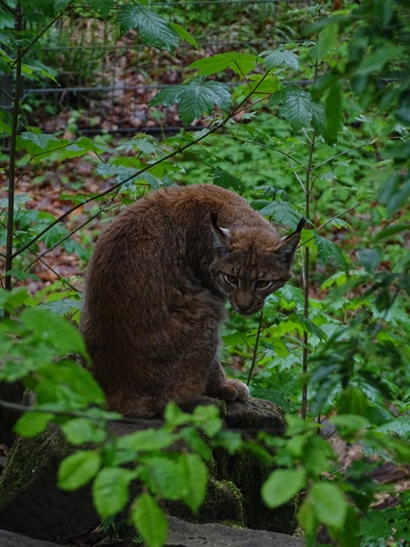 Carpathian lynx (Lynx lynx carpathicus)