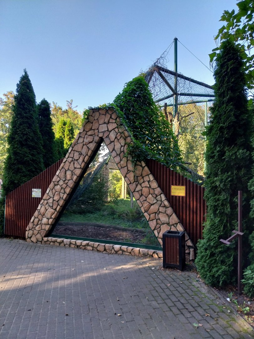 Carpathian Lynx (Lynx lynx carpathicus)