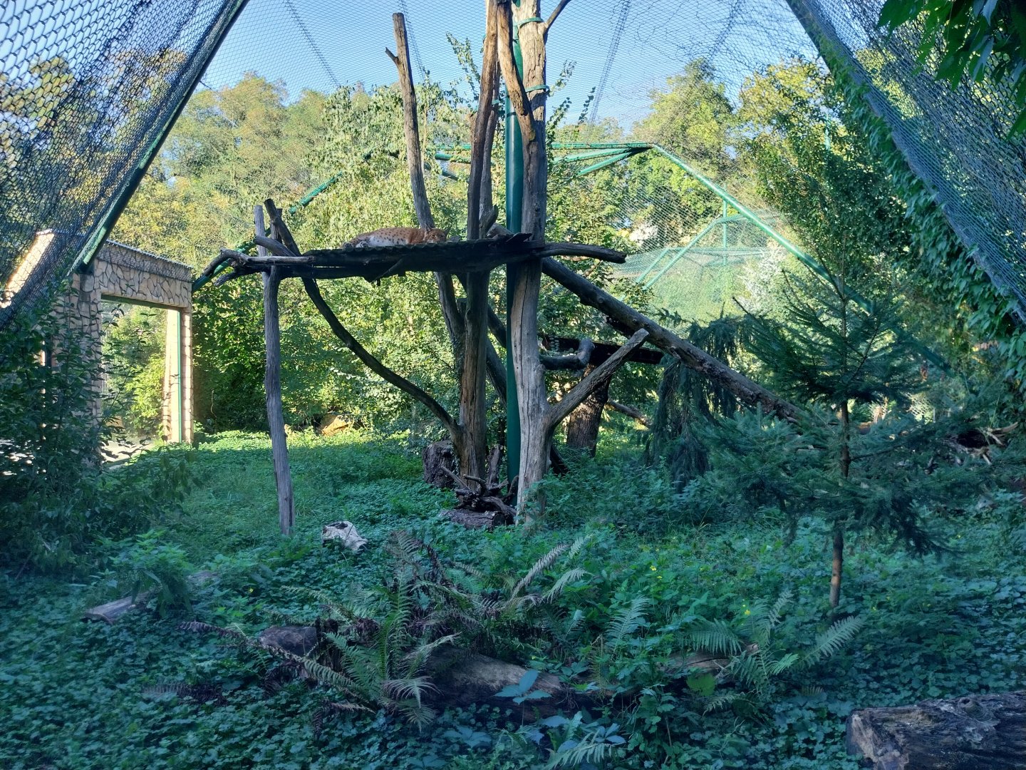 Carpathian Lynx (Lynx lynx carpathicus)