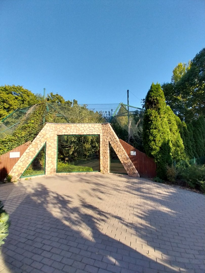 Carpathian Lynx (Lynx lynx carpathicus)