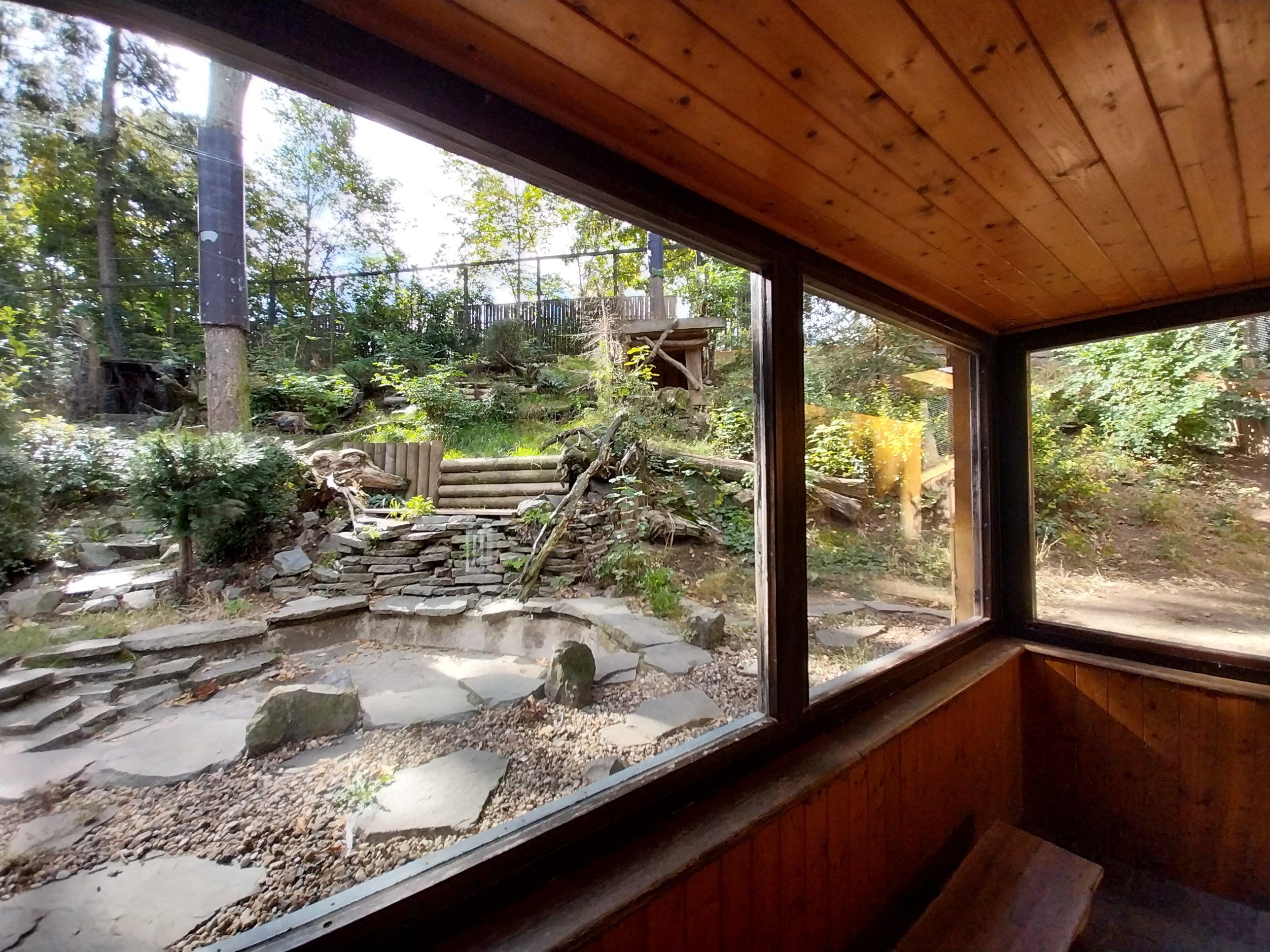 Carpathian Lynx (Lynx lynx carpathicus)