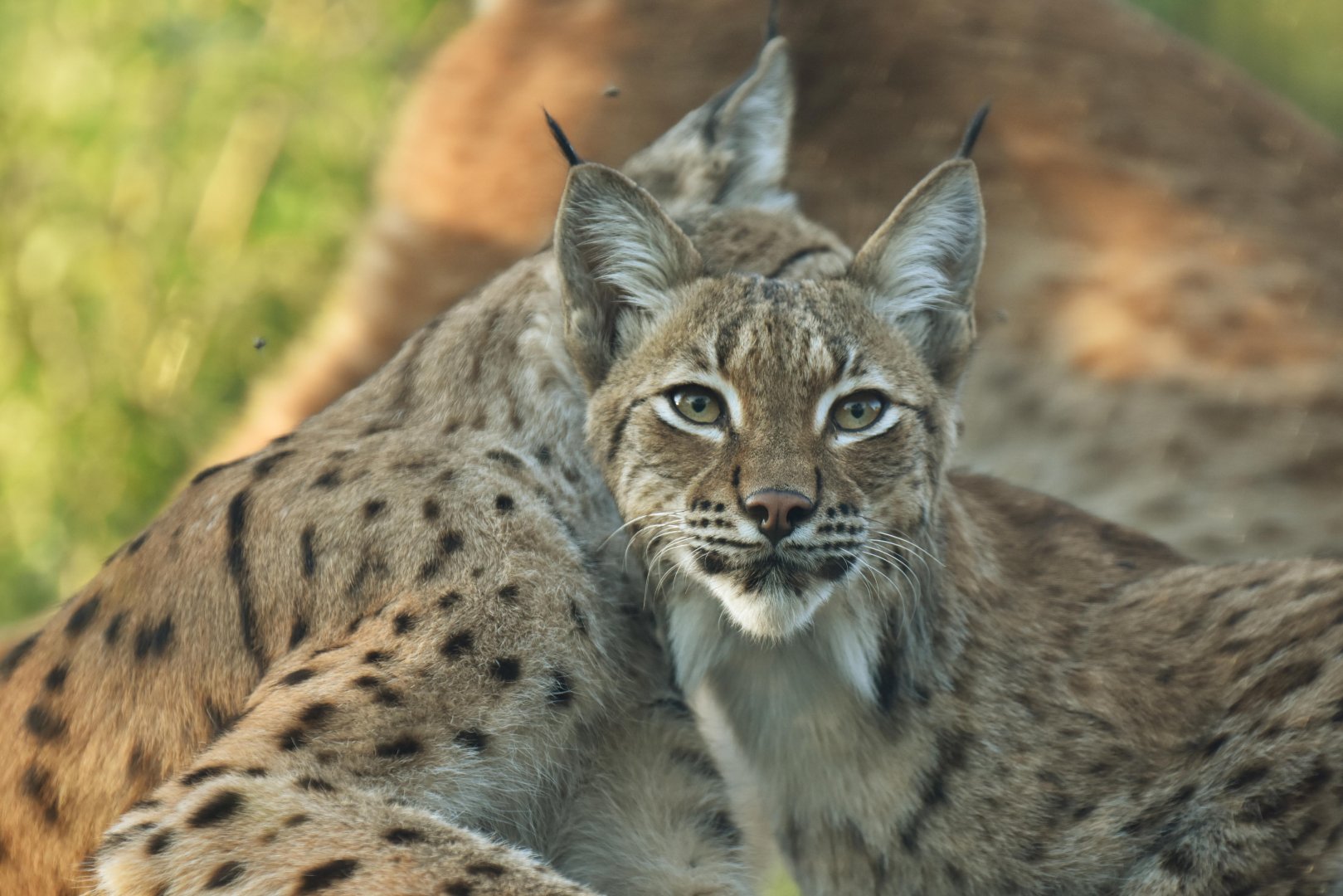 Carpathian lynx (Lynx lynx)