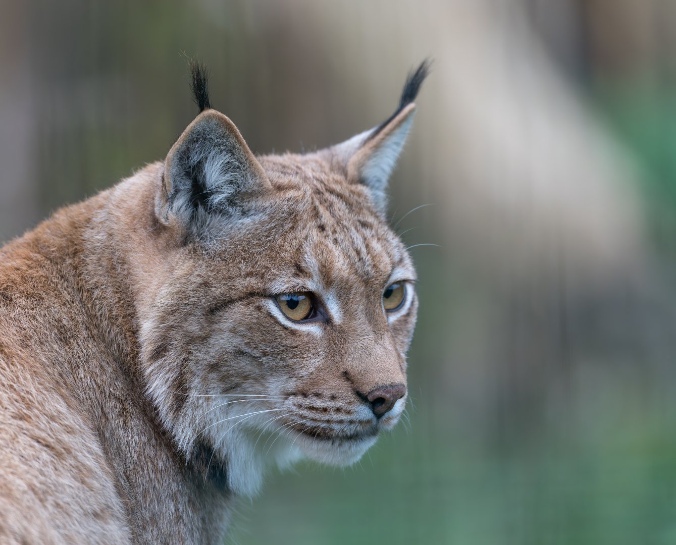Carpathian Lynx (m), Beale Park, UK