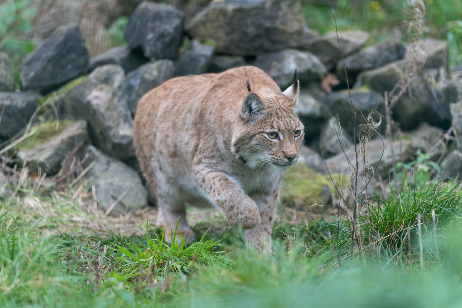 Carpathian Lynx (m), Beale Park, UK