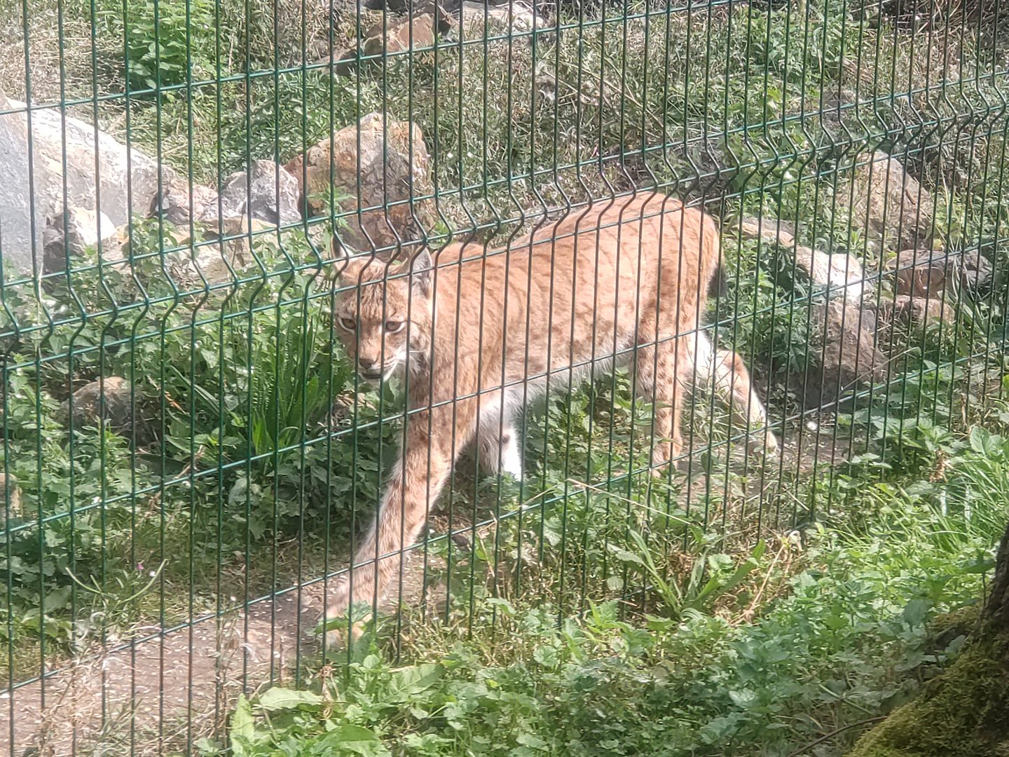 Carpathian Lynx male 3/9/23