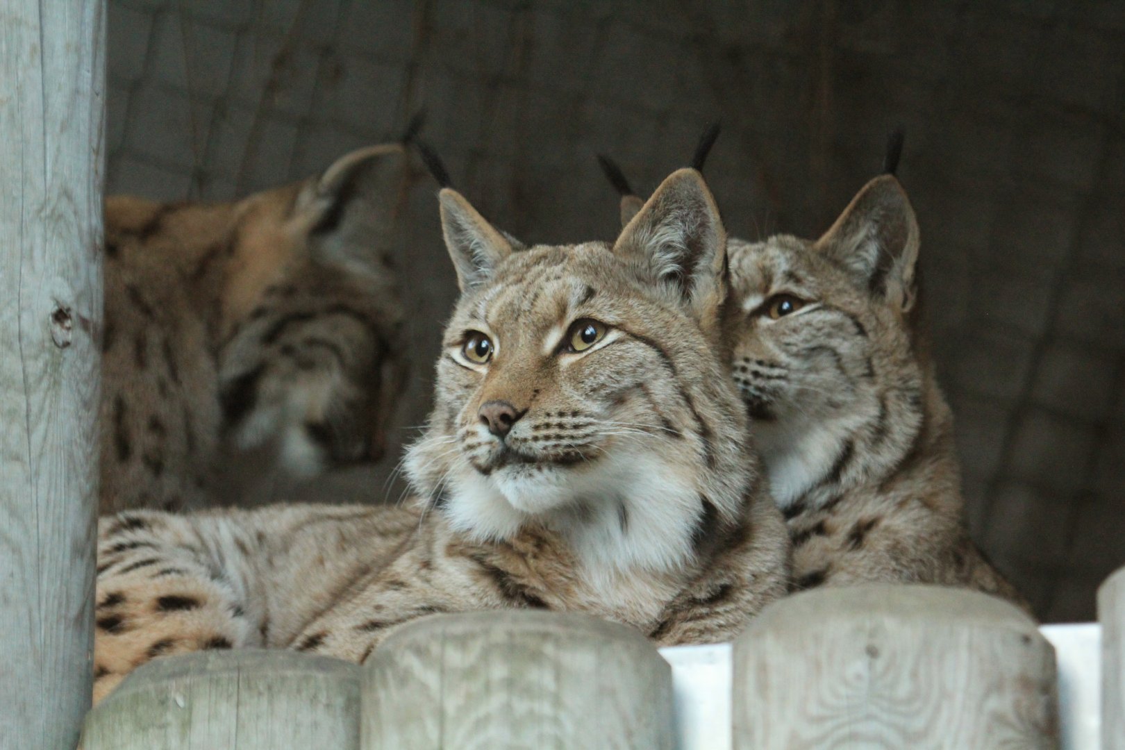 Carpathian lynx (November 2018)