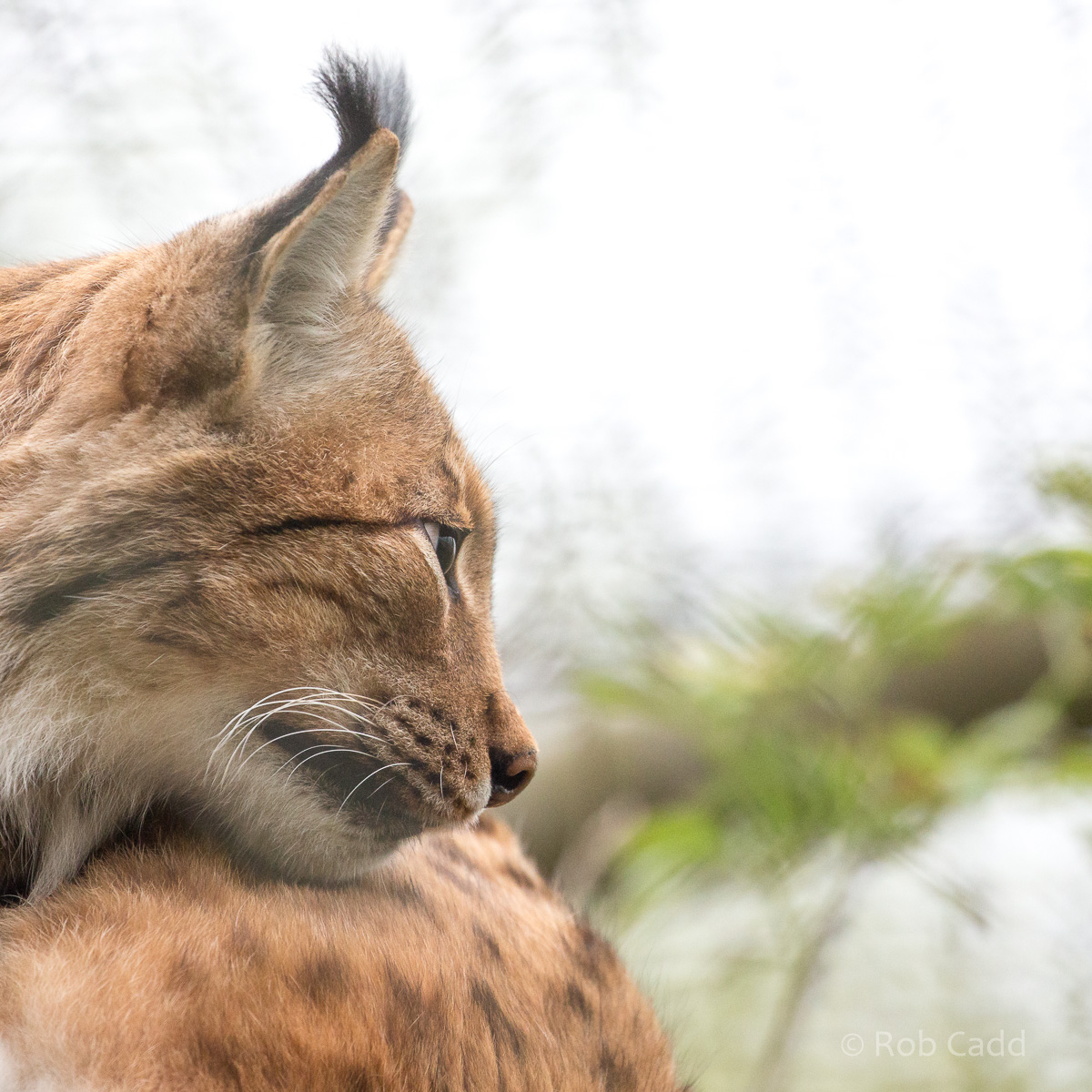 Carpathian lynx : Port Lympne : 05 May 2017