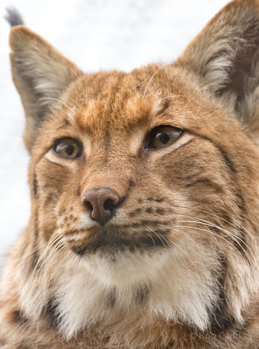 Carpathian lynx : Port Lympne : 05 May 2017
