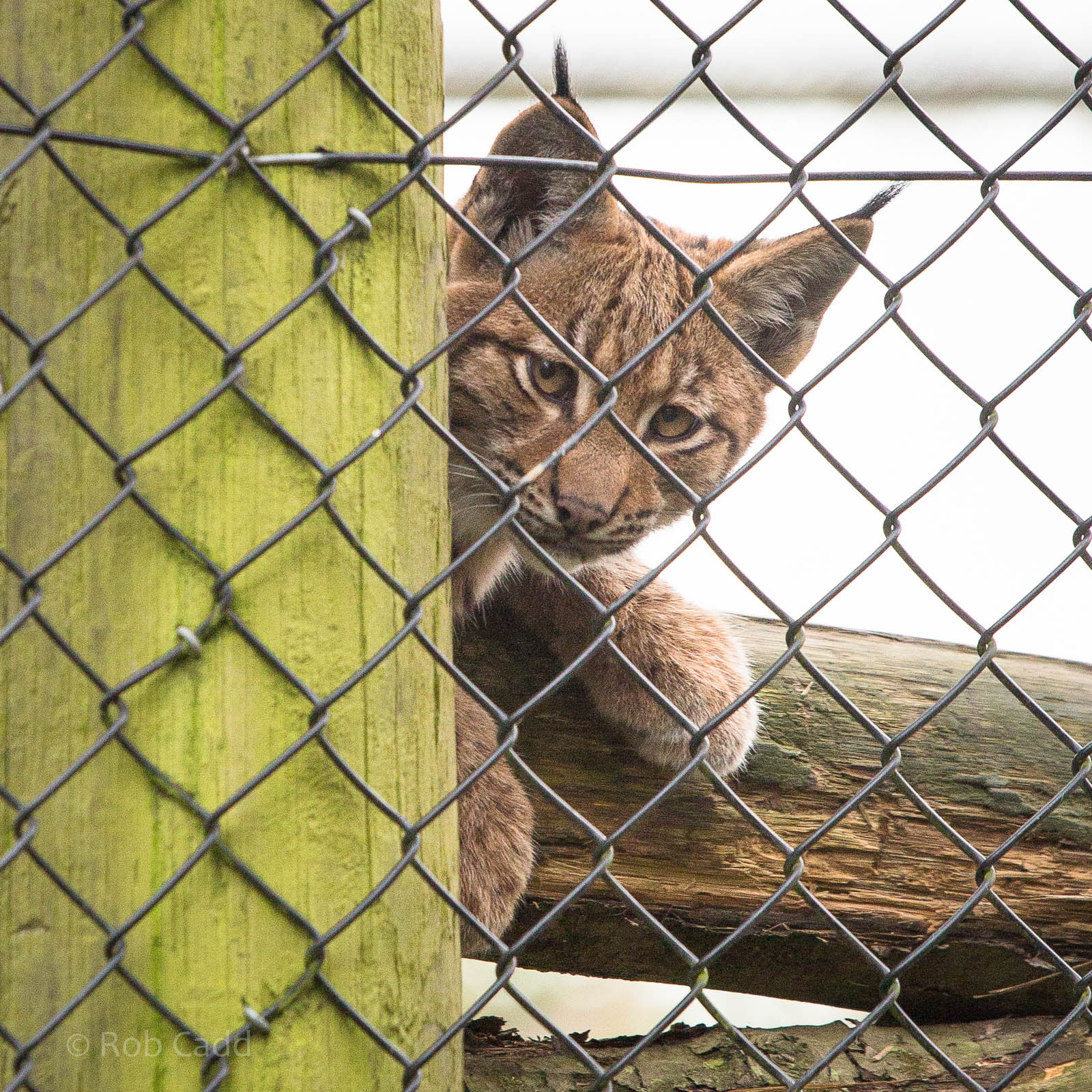 Carpathian lynx : Port Lympne : 15 Oct 2014