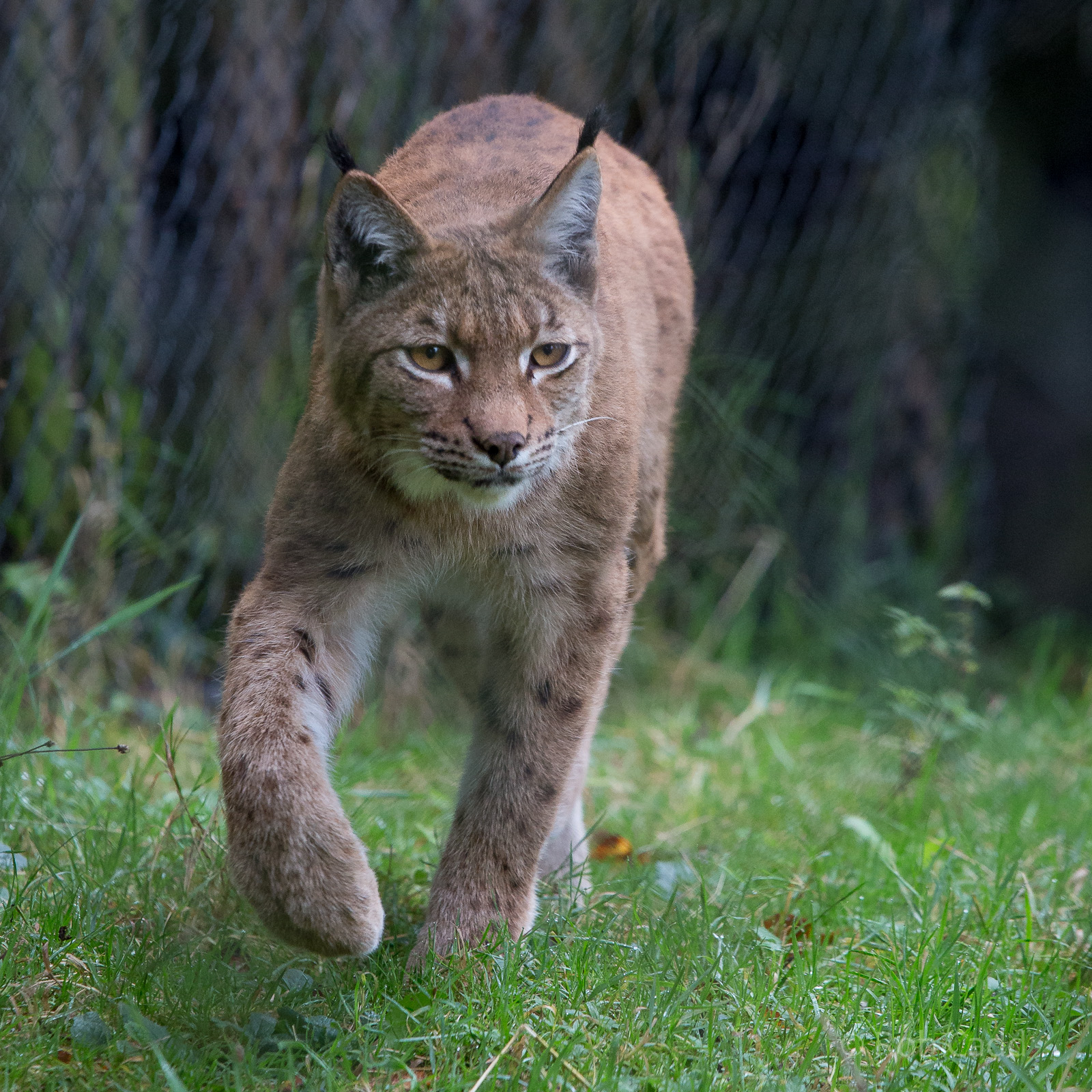 Carpathian lynx : Port Lympne : 17 Oct 2014