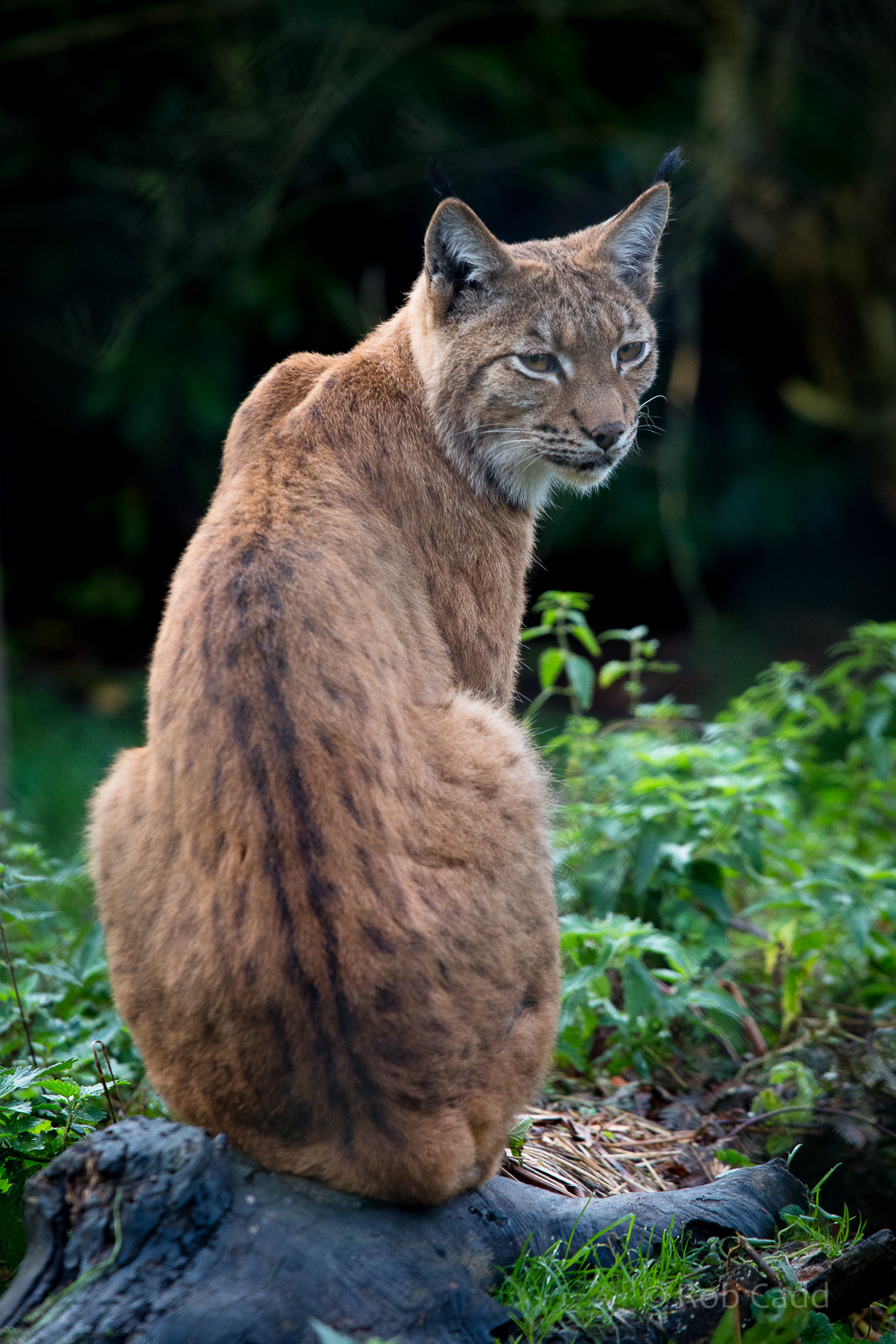Carpathian lynx : Port Lympne : 17 Oct 2014