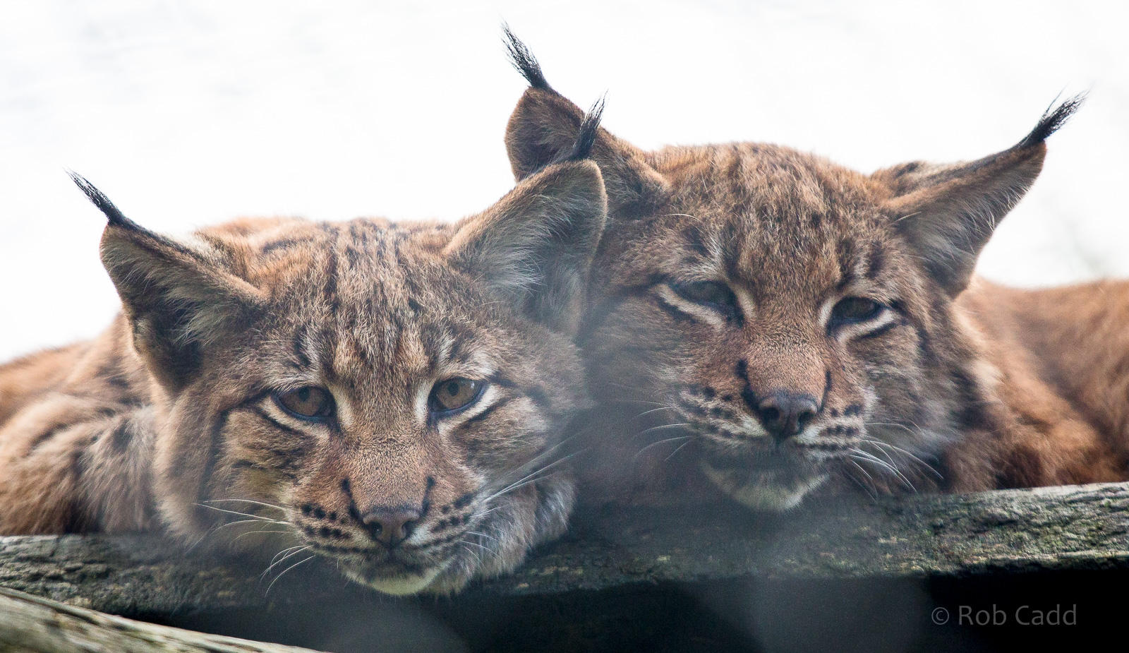 Carpathian lynx : Port Lympne : 17 Oct 2014
