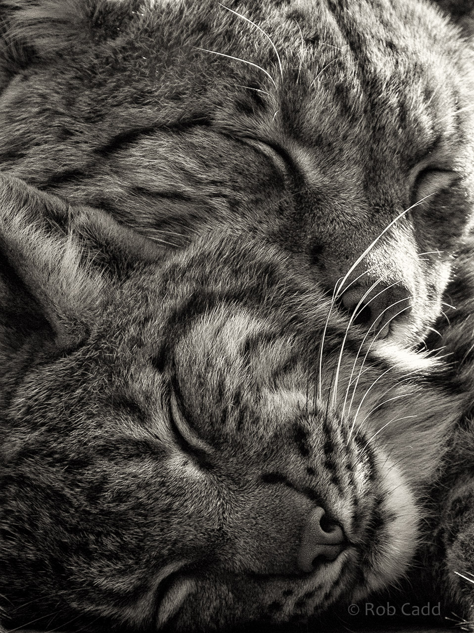 Carpathian lynx : Port Lympne : 31 Mar 2015