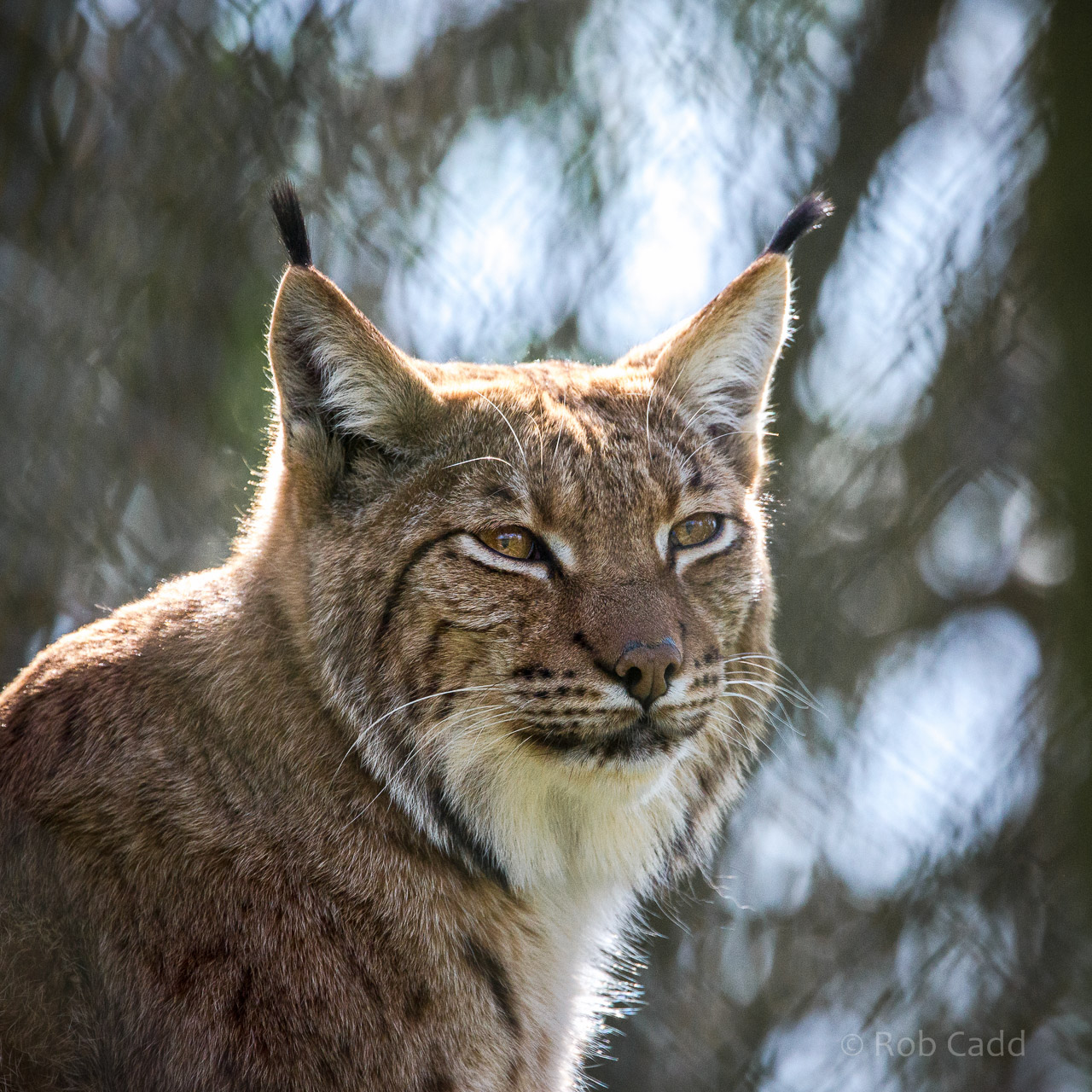Carpathian lynx : Port Lympne : 31 Mar 2015