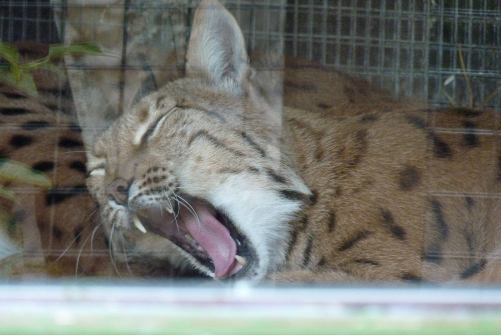 Carpathian Lynx, September 2016